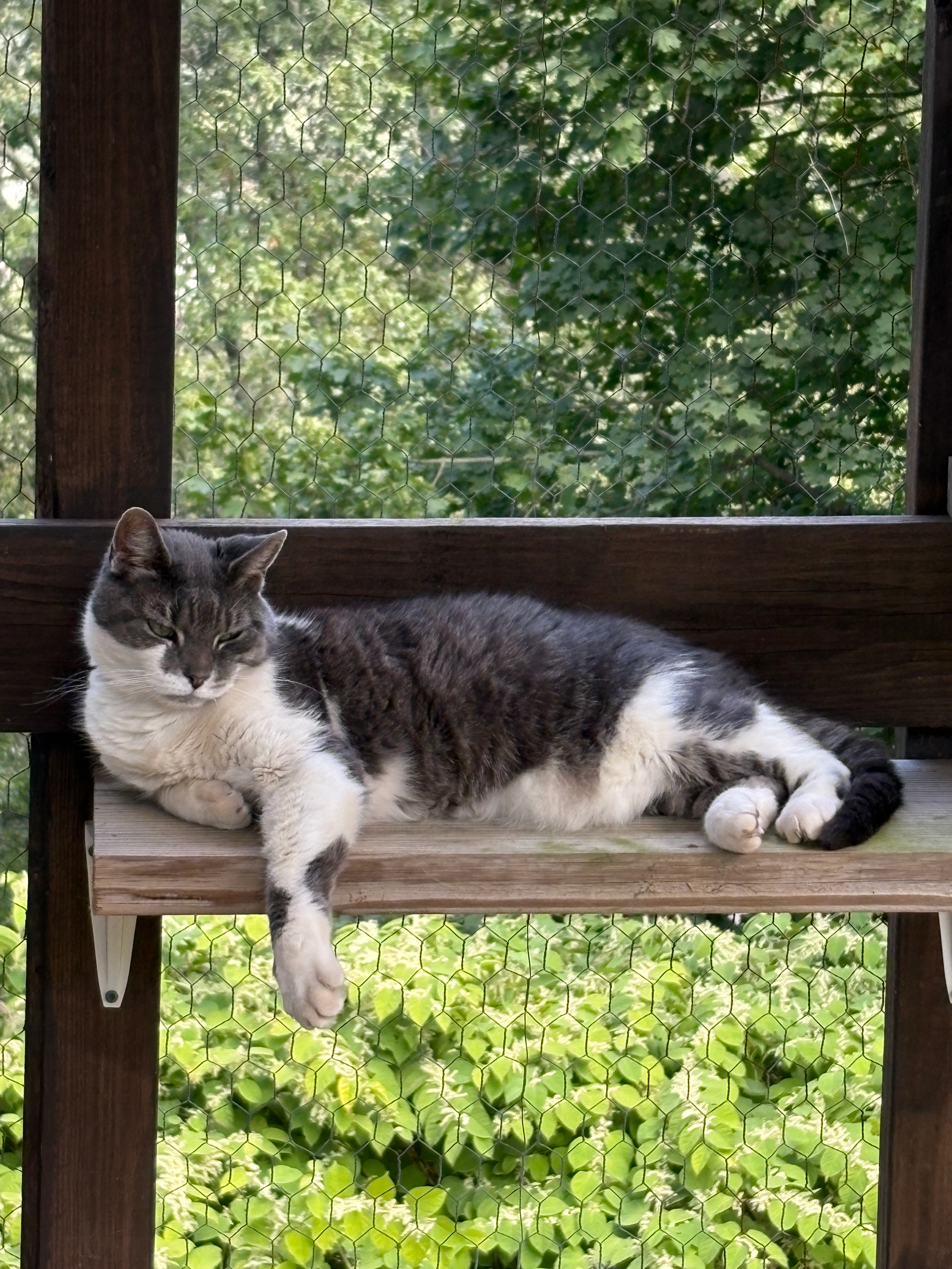 Black and white cat laying down on a platform in a catio.